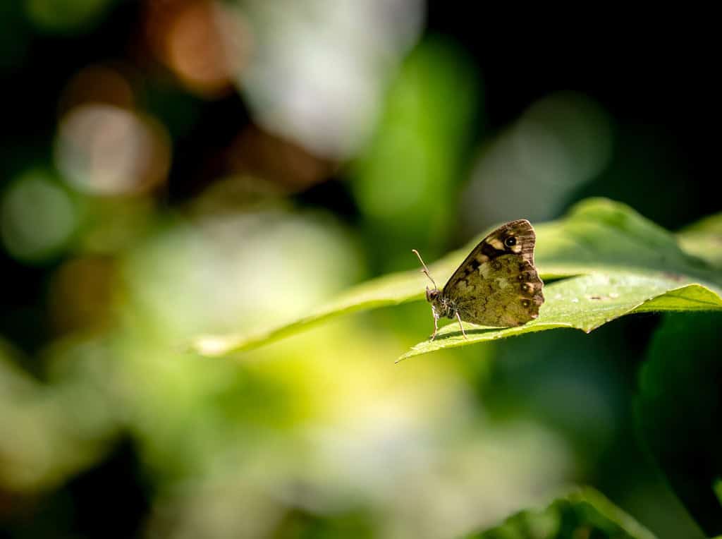 libelle Nijmegen natuurfotografievliegen fotografie insectenfotografie insect insecten Vliner Vlinderfotografie