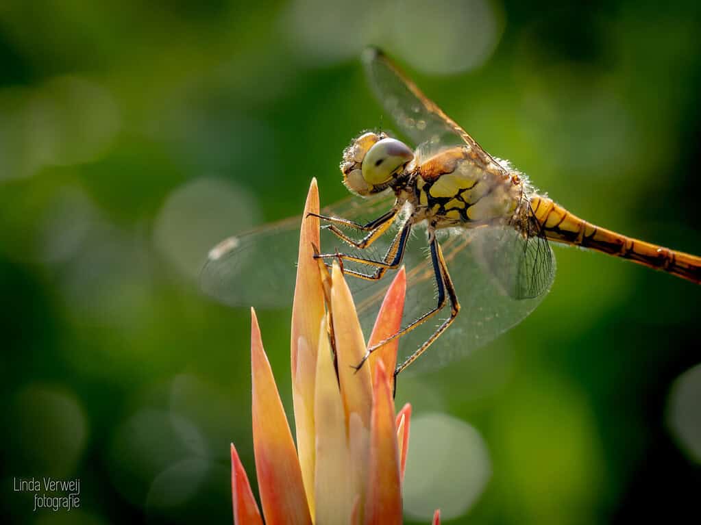 libelle Nijmegen natuurfotografievliegen fotografie insectenfotografie insect insecten