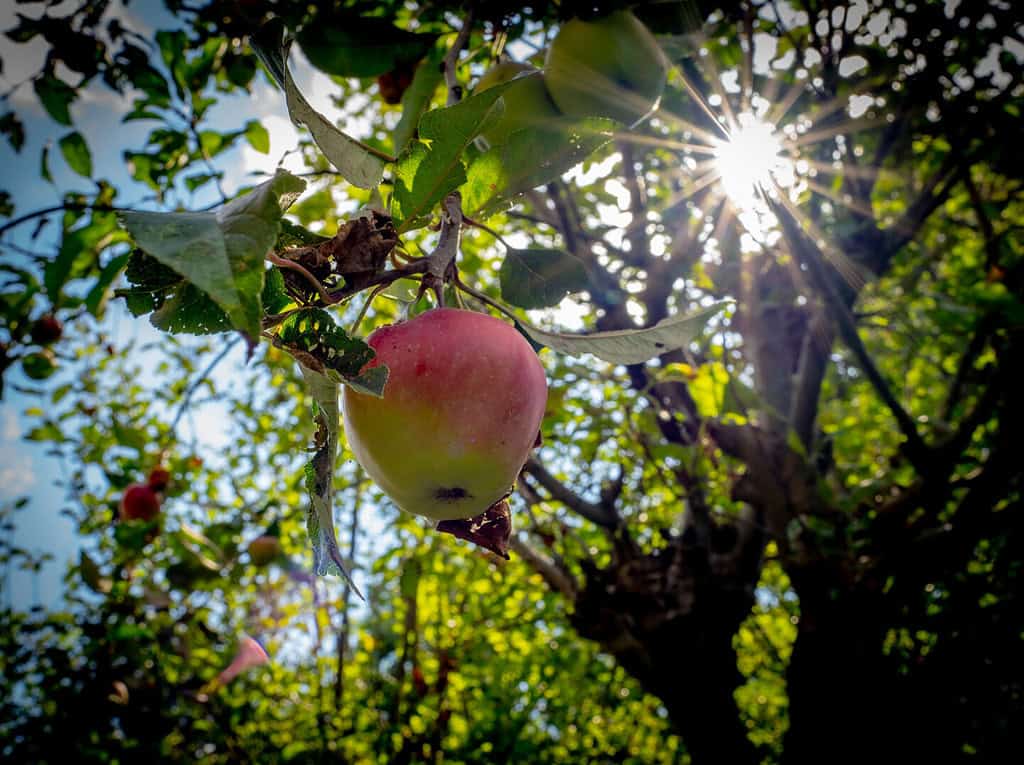 Appel natuurfotografie zon Fotografie