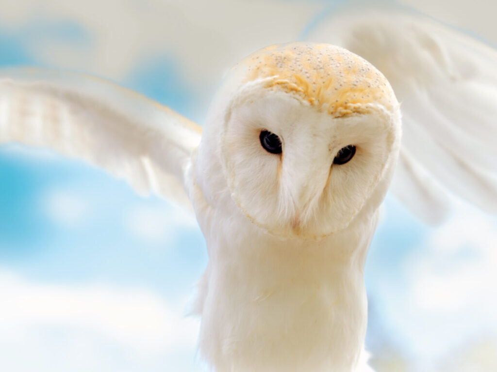 bloem Fotografie Vlindertuin ☀️ Een Oehoe 📸☀️ Vorige week mocht ik bij de NOvA foto's maken. Er waren ook roofvogels aanwezig van @devriesreinier. Onder andere deze Oehoe.. Zo mooi.. Daar wil ik natuurlijk graag foto's van maken 🥰. www.valkenier.info Nova #roofvogels #oehoe #oehoefoto #natuurfotografie #roofvogelfotografie NatGeo #nationalgeographic Natgeoyourshot Natuurmonumenten Vlindorado Witwangtoerako #witwangtoerako #vlindorado #waarland #vlindertuin #vlinderfotografie #dierenfotografie #vlinders #natuurfotografie #natuurfotografie #natuurfoto #insecten #insectenfotografie #vogel #vogelfotografie #tropischevogels dierentuin aap apenfotografie dierenfotografeier natuurfotografie fotograaf Linda Verweij beeld fotoshoot Nijmegen Gelderland zwanger zwangerschapsfotografie kind kinder kinderfotografie kinderfotografie natuur natuurfotografie newborn babu new born fotografie bedrijf bedrijfsfotografie portret portretfotografie mensen dieren honden katten kinderen fotostudio studio mooi het mooiste beeld het beste plaatje fotoshoot kopen bruiloft ringen avondfotografie product fotografie huwelijk ja mooi beeld album bedrijfsfotografie hondenfotografie tulp natuurfotografie bloem bloemenfotografie kleur zwart licht Natuurfotografie Natuur Zonsondergand vlinder citroenvlinder vlinder vlindorado kerkuil uilenfotografie roofvogel Natuurfotografie