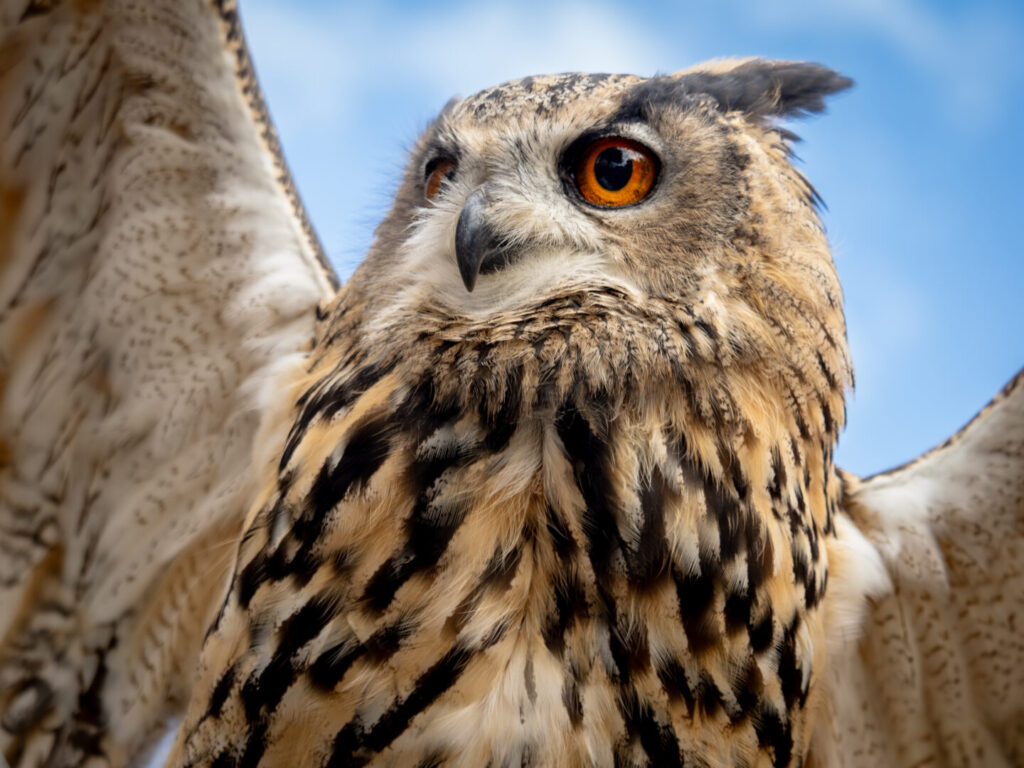 bloem Fotografie Vlindertuin ☀️ Een Oehoe 📸☀️ Vorige week mocht ik bij de NOvA foto's maken. Er waren ook roofvogels aanwezig van @devriesreinier. Onder andere deze Oehoe.. Zo mooi.. Daar wil ik natuurlijk graag foto's van maken 🥰. www.valkenier.info Nova #roofvogels #oehoe #oehoefoto #natuurfotografie #roofvogelfotografie NatGeo #nationalgeographic Natgeoyourshot Natuurmonumenten Vlindorado Witwangtoerako #witwangtoerako #vlindorado #waarland #vlindertuin #vlinderfotografie #dierenfotografie #vlinders #natuurfotografie #natuurfotografie #natuurfoto #insecten #insectenfotografie #vogel #vogelfotografie #tropischevogels dierentuin aap apenfotografie dierenfotografeier natuurfotografie fotograaf Linda Verweij beeld fotoshoot Nijmegen Gelderland zwanger zwangerschapsfotografie kind kinder kinderfotografie kinderfotografie natuur natuurfotografie newborn babu new born fotografie bedrijf bedrijfsfotografie portret portretfotografie mensen dieren honden katten kinderen fotostudio studio mooi het mooiste beeld het beste plaatje fotoshoot kopen bruiloft ringen avondfotografie product fotografie huwelijk ja mooi beeld album bedrijfsfotografie hondenfotografie tulp natuurfotografie bloem bloemenfotografie kleur zwart licht Natuurfotografie Natuur Zonsondergand vlinder citroenvlinder vlinder vlindorado kerkuil uilenfotografie roofvogel Natuurfotografie